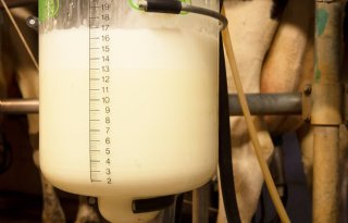 Daling gemiddelde melkprijzen vlakt wat af