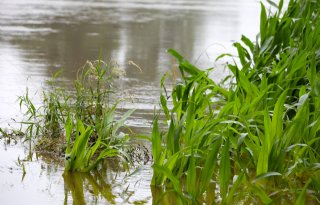 Limburgse boeren kloppen terecht in Brabant aan voor wateroverlast