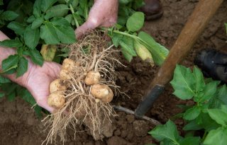 NEPG: groter areaal geen garantie voor grotere aardappeloogst
