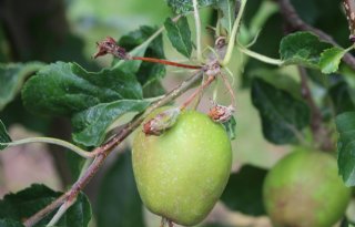Telers: steeds meer appeloogsten verwoest door appelbloesemkever