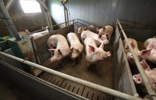 Prijzen vleesvarkens verder onderuit in Nederland