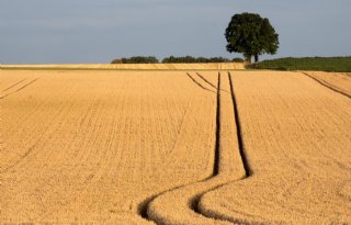 USDA+verlaagt+oogstprognose+voor+tarwe