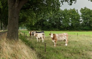 Doelsturing werkt bij Drentse veehouders