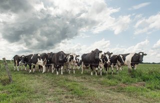 Rabobank stelt prognose melkproductie naar beneden bij
