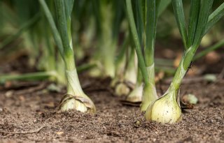 Uienmarkt begint nieuw afzetseizoen in mineur