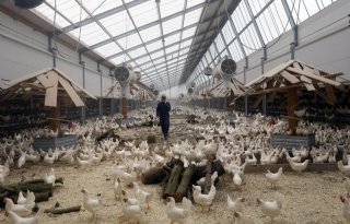 Kipster produceerde in 2022 ruim 20 miljoen eieren