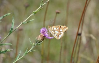 Bijzondere vlindersoorten waargenomen op Friese vogelakker