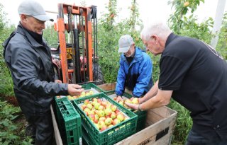 Fruitteler in Ressen plukt eerste appels van het seizoen