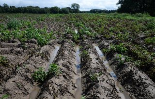 Regen maakt toegang tot aardappelpercelen onmogelijk