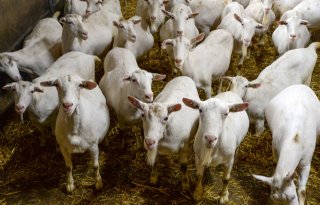 Kritiek op geitenstop in Weststellingwerf