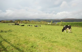 Ierland steggelt door over terugdringen melkveestapel