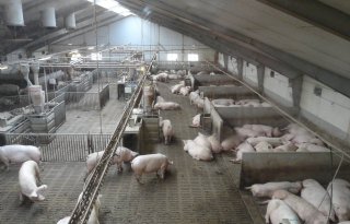 DLV Advies: nieuwe lat Beter Leven te hoog voor veel varkenshouders