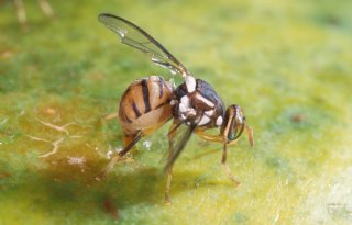 NVWA: 'Geen verhoogde staat van alertheid door oosterse fruitvlieg'