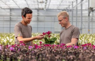 Orchideeënkweker Opti-flor profiteert van verschuiving naar consumentgericht telen