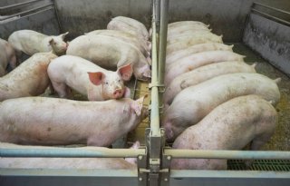 Rapport: 7 procent veehouderijen moet in actie komen tegen geuroverlast