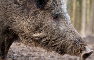 Zweden meldt eerste geval Afrikaanse varkenspest in Scandinavië