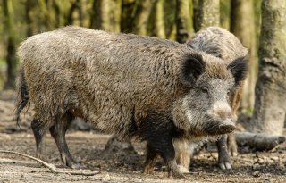 Italiaanse varkenshouders willen aanpak AVP intensiveren