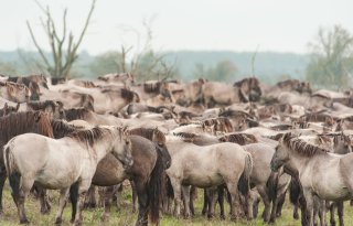 Verplaatsen+konikpaarden+%27groot+risico%27+voor+landbouw