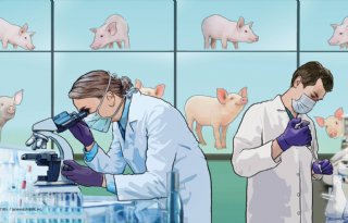 Chinese wetenschappers kweken menselijke nieren in varkens