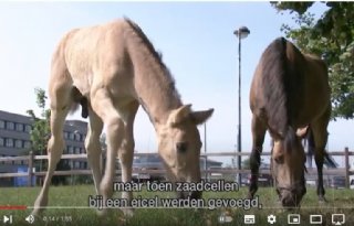 Veulen+geboren+via+ivf+bij+paarden+op+Universiteit+Gent