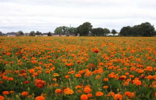 %27Kies+de+juiste+tagetes+en+houd+risico%27s+in+de+gaten%27