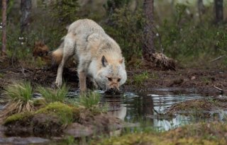 Wolf blijft gemoederen in Utrecht bezighouden