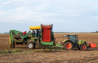 Frankrijk verhoogt oogstraming van aardappelen