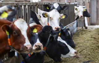 Meer dan honderd veehouders op wachtlijst piekbelastersregeling