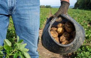 JRC bevestigt groeispurt aardappelen en suikerbieten
