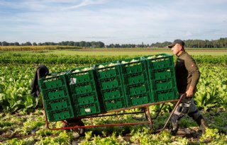 Biologische landbouw groeit in EU, Nederland onderaan