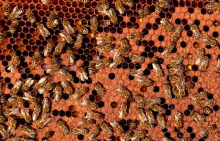 Voor bestuiving investeert Bejo in eigen bijenvolken