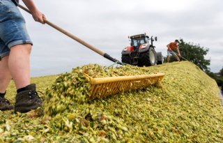 Eurofins: tijdig gezaaide mais heeft topkwaliteit