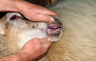 Te weinig doses blauwtongvaccin, schapen krijgen voorrang