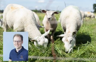 Hoge sterfte door blauwtong drijft schapenhouders tot wanhoop