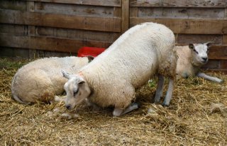 Extreme daling in aantal schapen door blauwtong