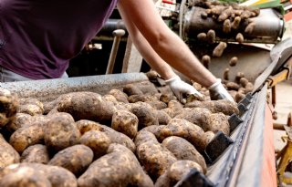 Aardappelhandel blijft beperkt tot Agria en Innovator