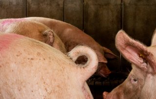 Oude varkensrassen niet de oplossing in strijd tegen staartbijten