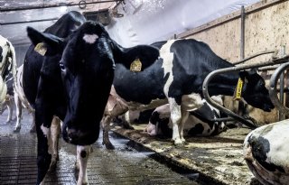 Dairy+Campus+gaat+voor+compleet+nieuw+stalsyteem
