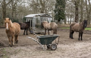 Rechtbank corrigeert minister Wiersma in oordeel over paardenwelzijn