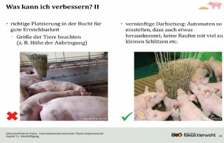 Duitsers introduceren lesmateriaal over varkens met krulstaarten