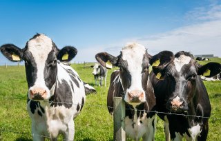 Webapplicatie wijst in droogstand op koeien met kans op ziekte