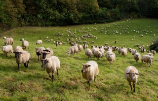 Britse schapenpopulatie daalt 5,1 procent in 2023