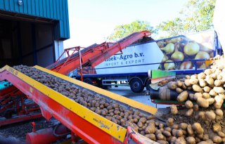 Buurlanden trekken hard aan Nederlandse aardappelen