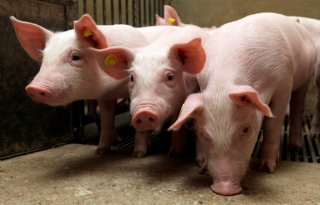 Besmet hondenvoer bron van Afrikaanse varkenspest in Sardinië