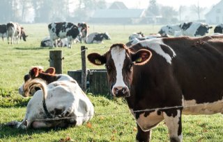 Duits verbod op aanbinden dieren treft helft Beierse melkveehouders