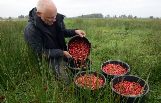 'Cranberry interessant voor veenweiden'