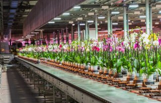 Hark-Sion en Microflor fuseren tot op een na grootste Phalaenopsisveredelaar