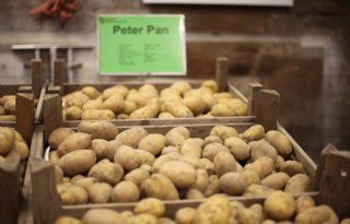 Ook resistent aardappelras moet je spuiten tegen phytophthora