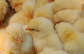 Pluimveehouders+vinden+oprecht+geluk+tussen+kippen+en+kuikens