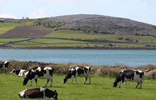 Iers grasgevoerd rundvlees erkend als traditionele specialiteit